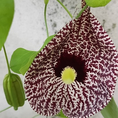 plante fantome en fleur